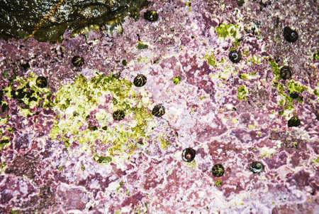 Aquatic Life on the rocks on the beaches of Galicia , Atlantic Ocean, Spain