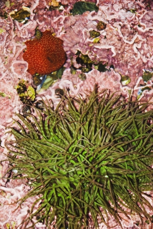 Aquatic Life on the rocks on the beaches of Galicia , Atlantic Ocean, Spainの写真素材