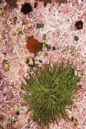 Aquatic Life on the rocks on the beaches of Galicia , Atlantic Ocean, Spainの写真素材