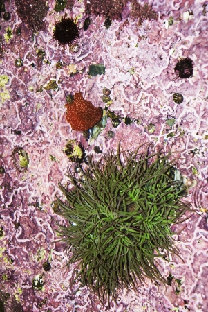 Aquatic Life on the rocks on the beaches of Galicia , Atlantic Ocean, Spainの写真素材