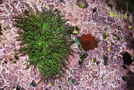 Aquatic Life on the rocks on the beaches of Galicia , Atlantic Ocean, Spainの写真素材