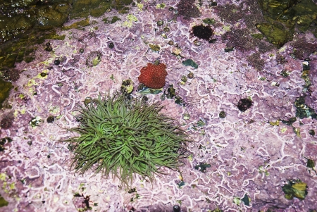 Aquatic Life on the rocks on the beaches of Galicia , Atlantic Ocean, Spainの写真素材