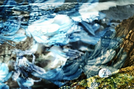 composition of several images superimposed with reference to the sea and natureの写真素材