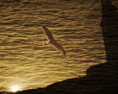 Composition with tower and seagull imageの写真素材