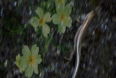 composition made whit photographs of flowers and lizardの写真素材