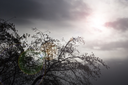 landscape with flashes of light on the leaves of a treeの写真素材