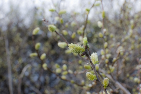 detail of outdoor plants , nature backgrounds , dayの写真素材