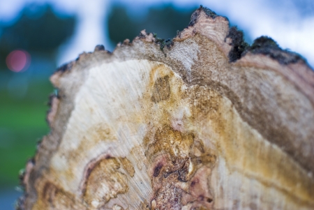 part of the trunk of a felled treeの写真素材