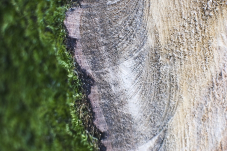 part of the trunk of a felled treeの写真素材