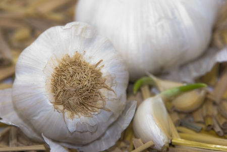 whole garlic in food, seasoning , cooking , traditionalの写真素材