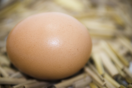 eggs on a bed of straw , natural , fieldの写真素材