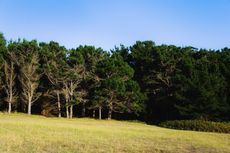 landscape in northern Spain with forest and blue skyの写真素材