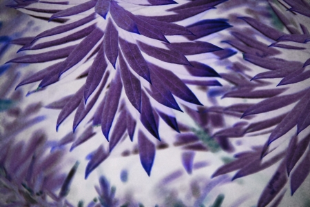 Lilac leaf detail on white backgroundの写真素材