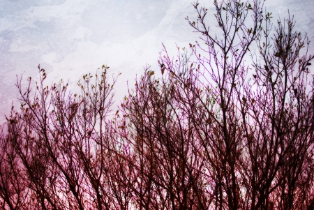landscape with flashes of light on the leaves of a treeの写真素材