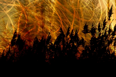 composition made   from photographs of plants outdoorsの写真素材
