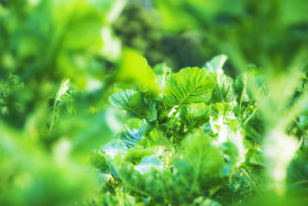 leafy vegetables , cabbage , ecological and natural farming