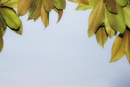 leaves of various colors on a light backgroundの写真素材