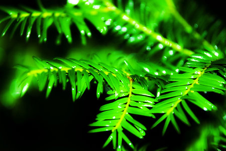 green leaves on black background , outdoors, colorful