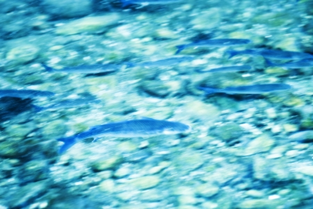 abstract background with fish swimming underwaterの写真素材