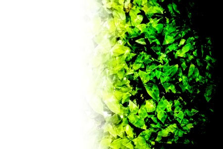 abstractly formed by group of green leavesの写真素材