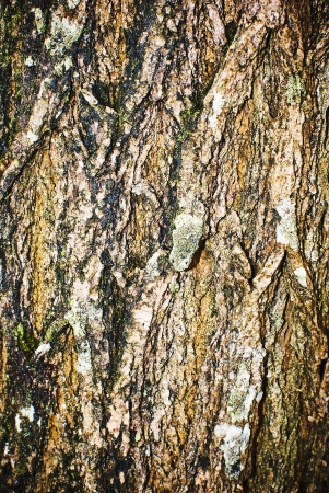 part of the bark of a tree , texture , woodの写真素材