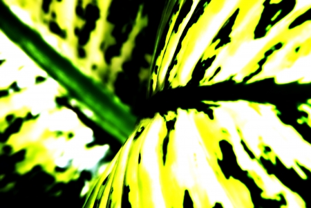 leaves of various colors , background, texture, shapeの写真素材