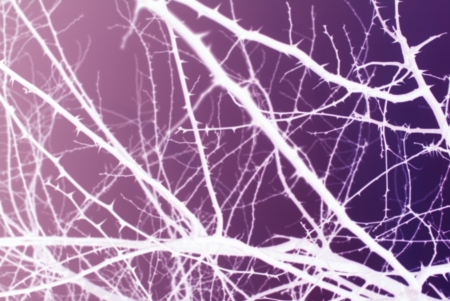 figures formed by branches of hawthorn in bold colorsの写真素材