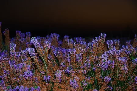 wild flowers of various colors at nightの写真素材