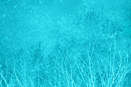 abstract background of natural elements , plants , treesの写真素材