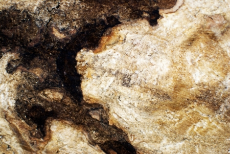 abstract background of natural elements , plants , treesの写真素材