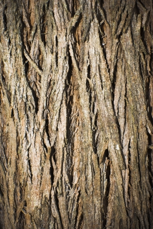 part of the bark of the trunk of a treeの写真素材