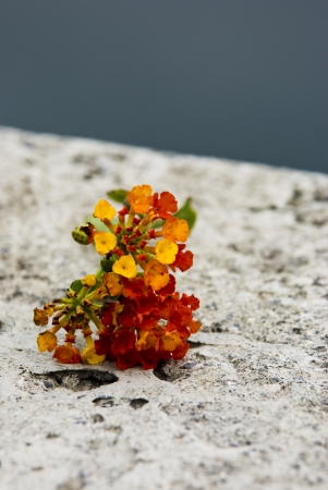 small bouquet of flowers on stone and blue backgroundの写真素材