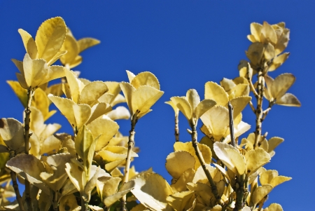 branches of a tree on a blue background, leafs and flowersの写真素材