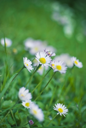 field of flowers with daisies foreground, springの写真素材