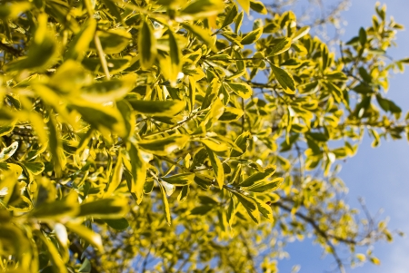 branches of a tree on a blue background, leafs and flowersの写真素材