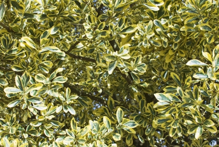 branches of a tree on a blue background, leafs and flowersの写真素材