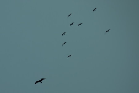 group of birds flying under blue skyの写真素材