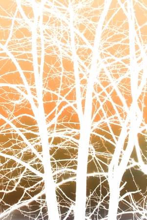 figures formed by branches of hawthorn in bold colorsの写真素材