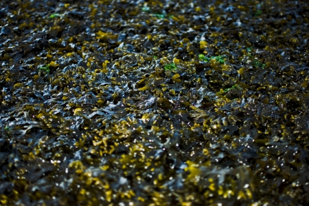 background composed of green seaweed, marine plantの写真素材