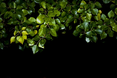 green leaves on black background , night , natureの写真素材