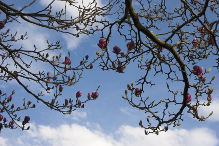 branches of a tree on a blue background, leafs and flowersの写真素材