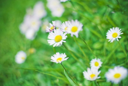 green grass with daisies blooming group, springの写真素材