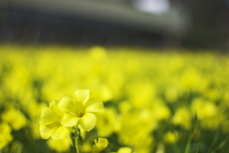 field of dry corn plants with yellow flowersの写真素材