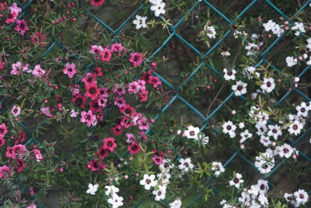 dense cluster of flowers of various colorsの写真素材