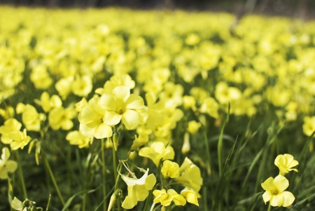 field with yellow flowers in spring, ornamental gardenの写真素材