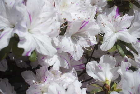 set of flowers with white petals and green leavesの写真素材