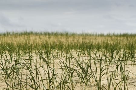 grass on the sandy beach with sea in the backgroundの写真素材