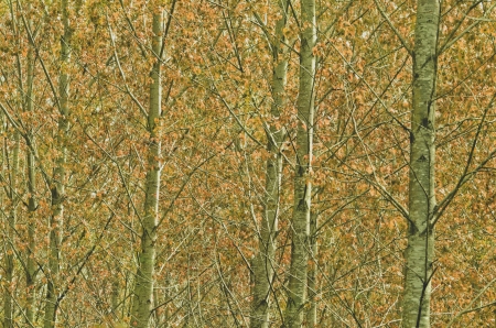 colorful landscape with a dense forest, dayの写真素材