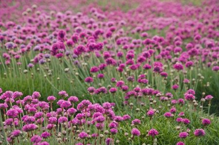 dense cluster of flowers of various colorsの写真素材