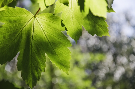 Green leaves on blurred background , spring sceneの写真素材